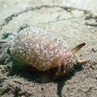 Pleurobranchaea californica MacFarland 1966 resmi