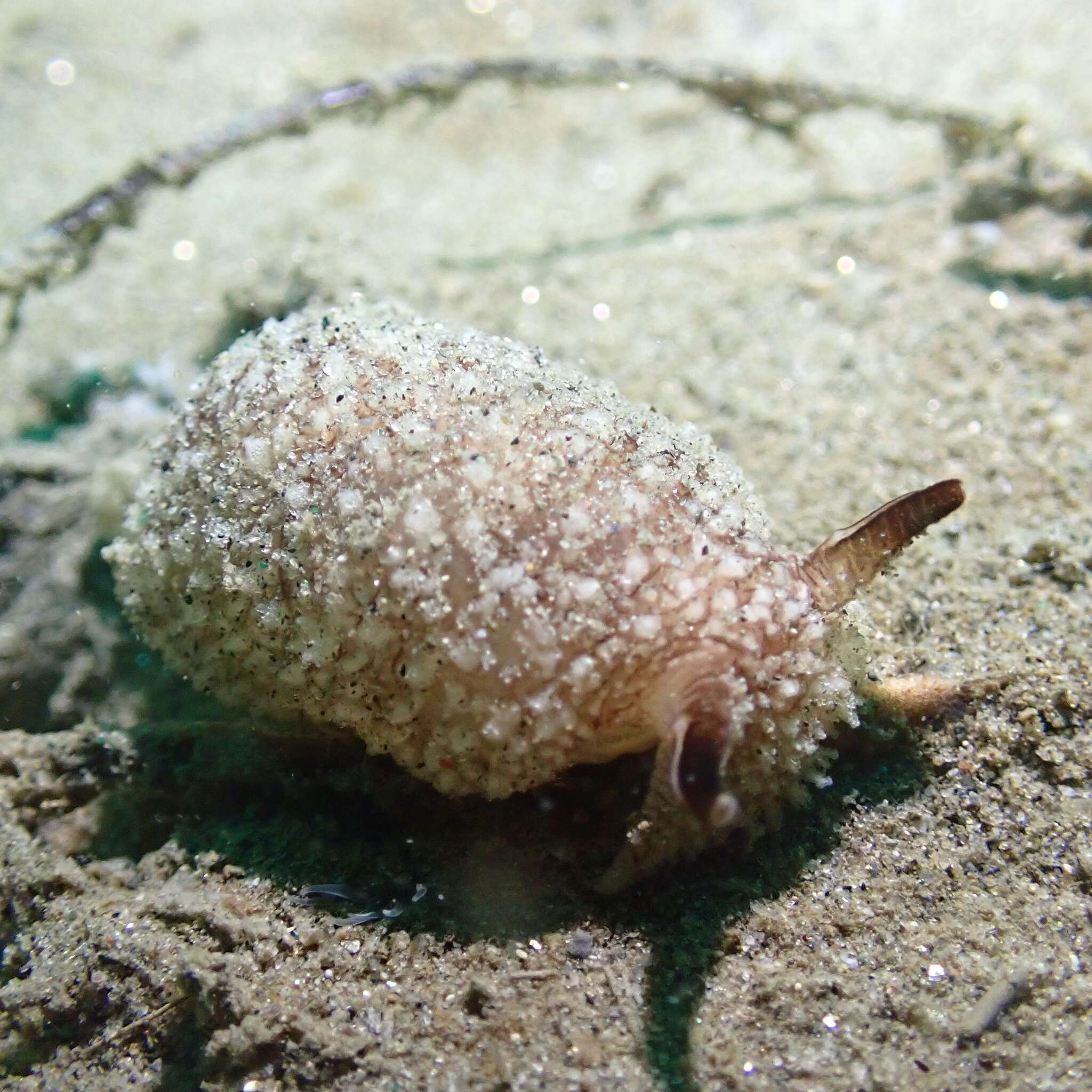 Pleurobranchaea californica MacFarland 1966 resmi