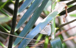 صورة Theclinesthes onycha (Hewitson 1865)