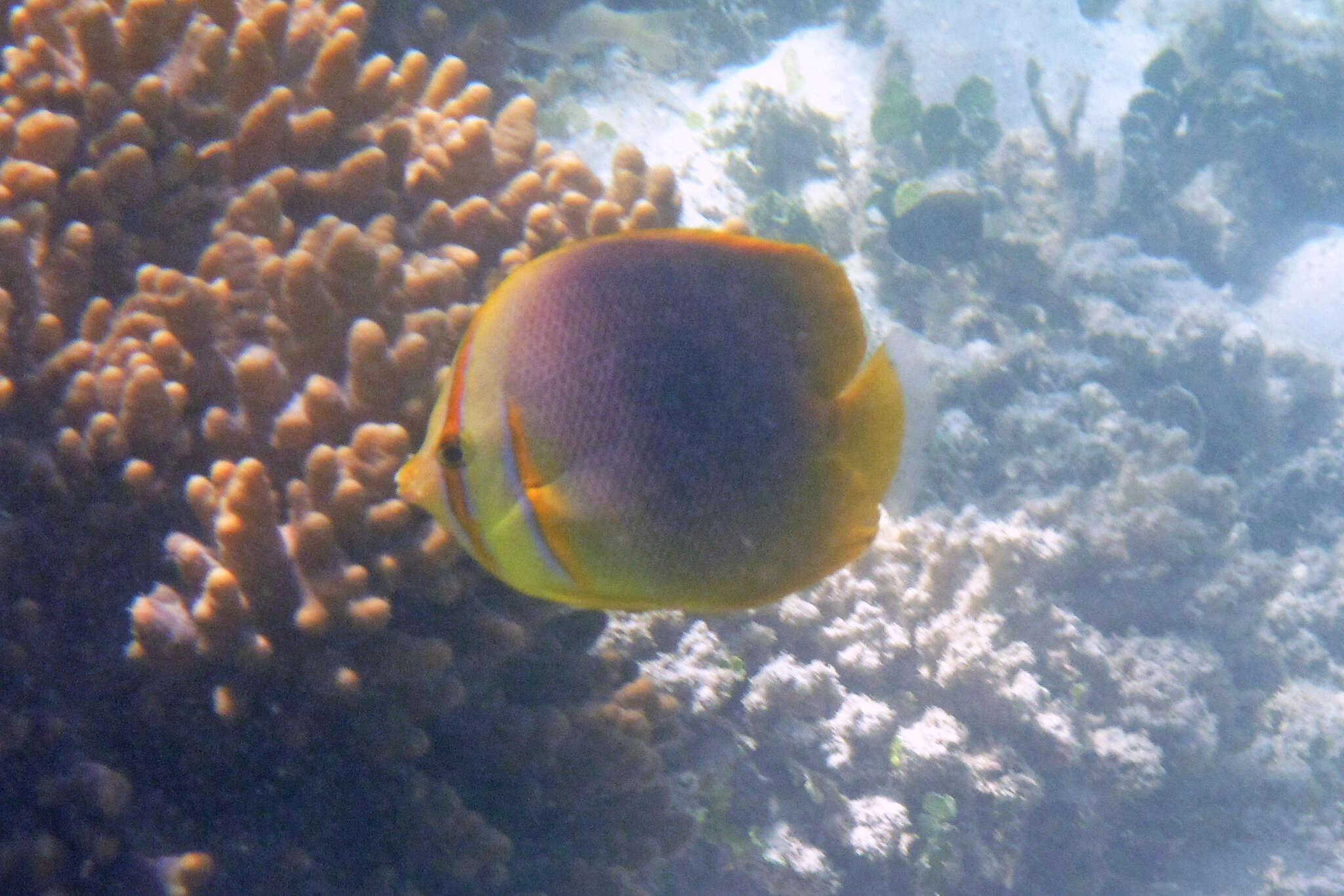 Image of Golden Butterflyfish