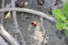 Image of Flame-backed Fiddler Crab