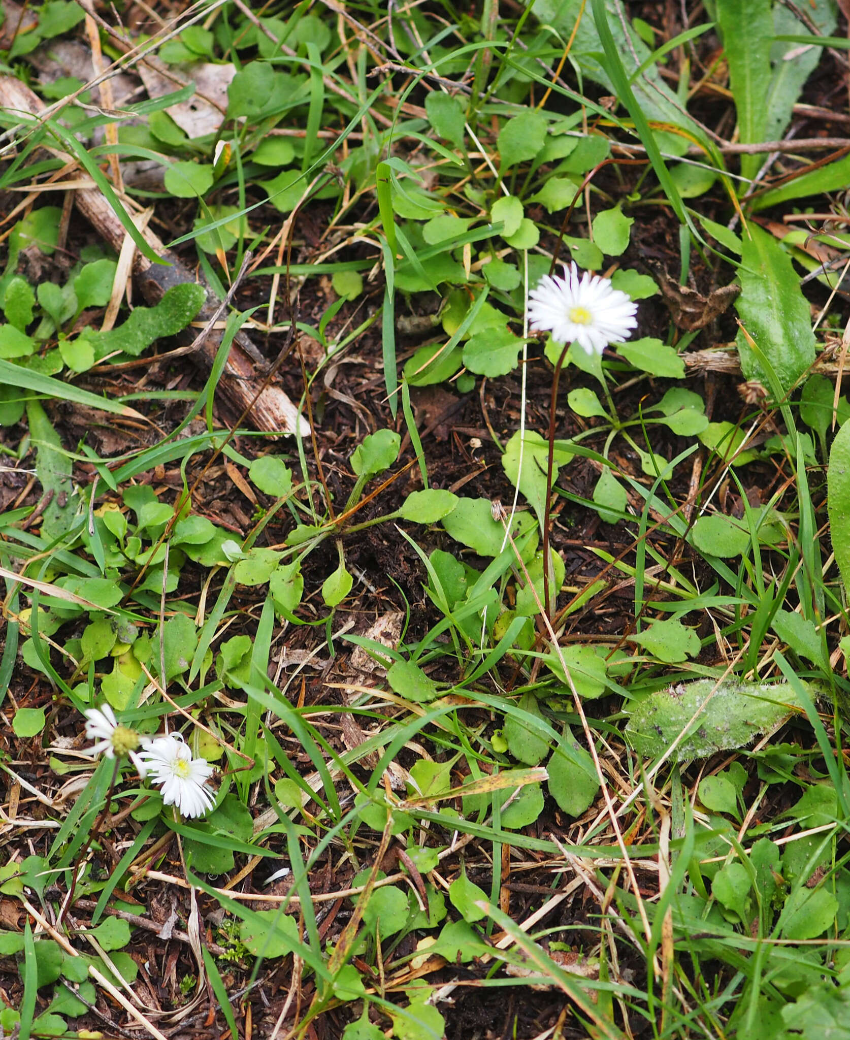 Image de Lagenophora pumila (Forst. fil.) Cheesem.