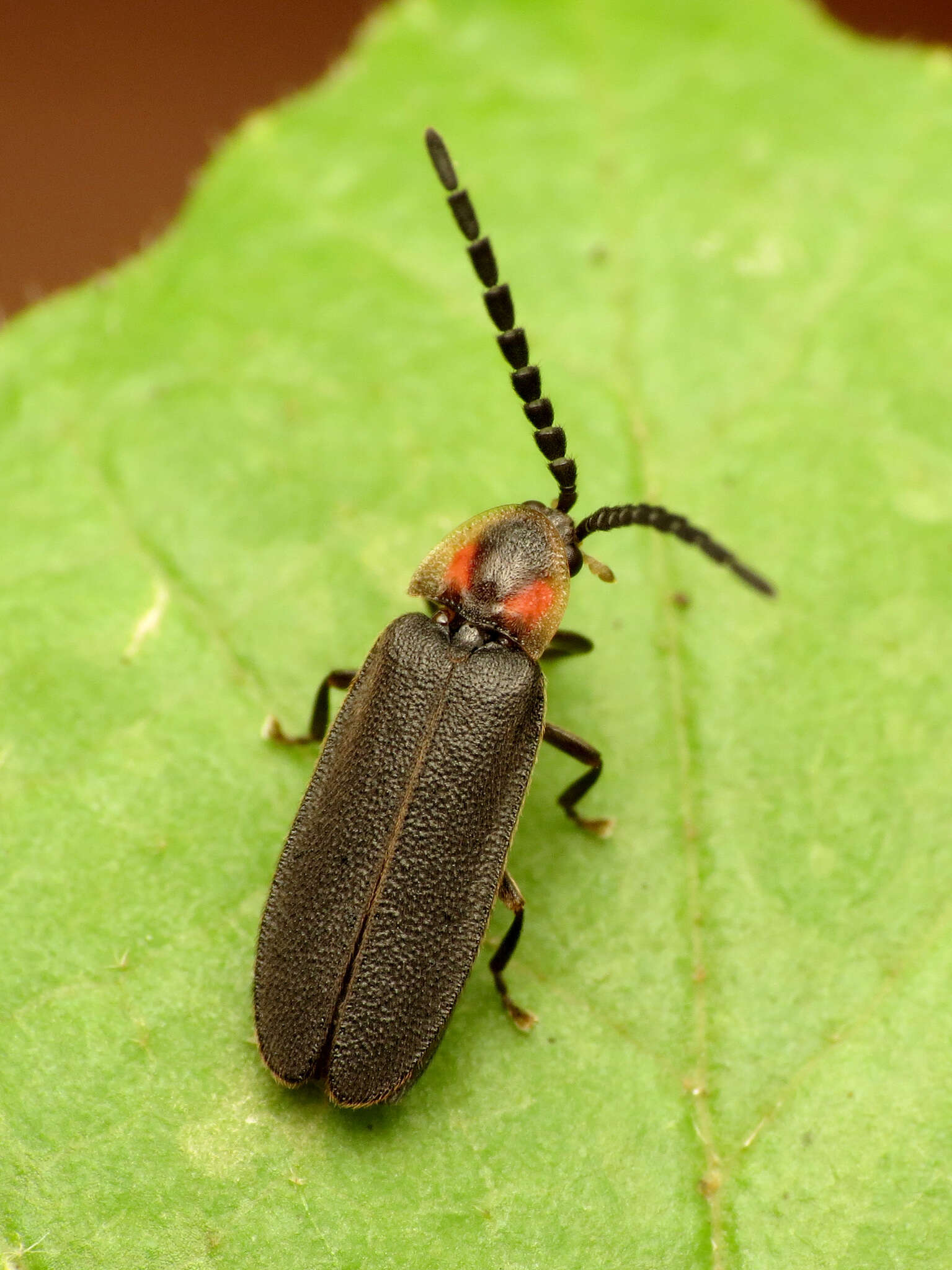 Image of Lucidota punctata (Le Conte 1852)