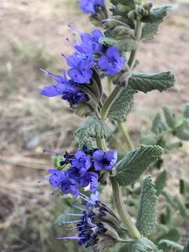 Image of Lophanthus chinensis Benth.