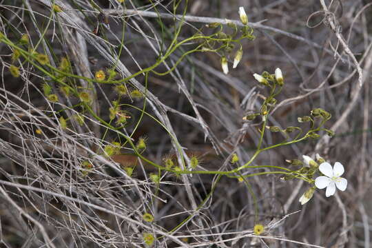 Image de Drosera hirsuta Lowrie & Conran