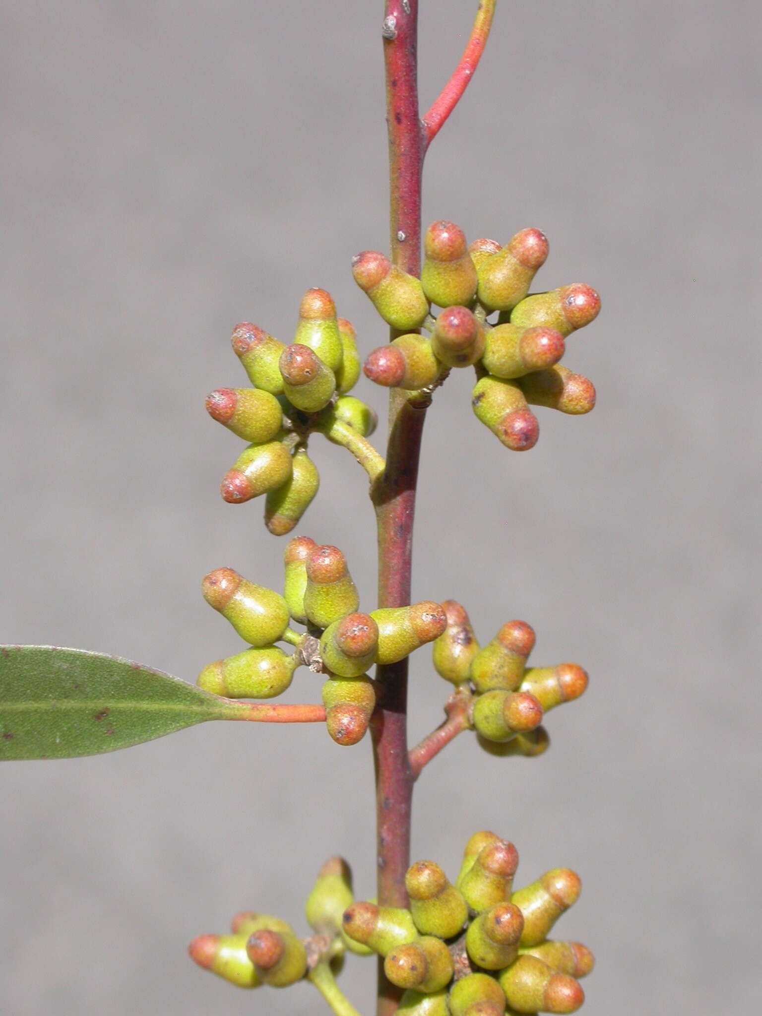 Image of Eucalyptus brockwayi C. A. Gardner