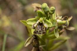 Image of Ophrys scolopax subsp. rhodia (H. Baumann & Künkele) H. A. Pedersen & Faurh.