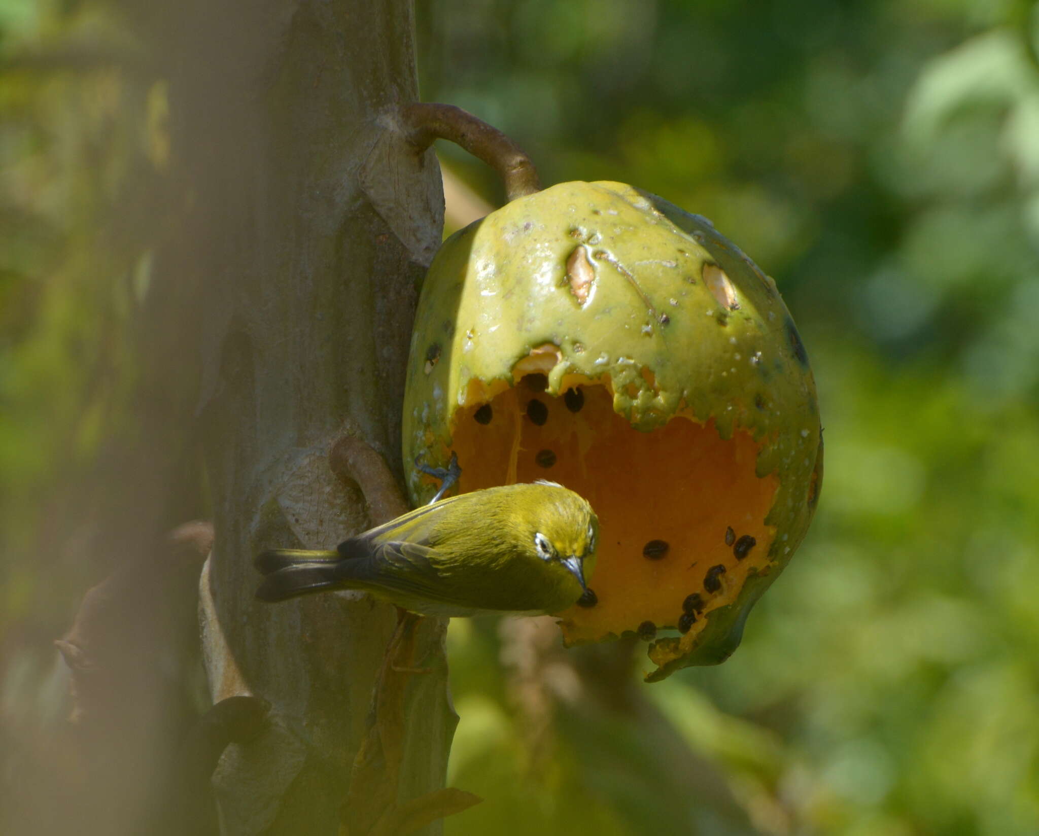 Image of Small Lifou White-eye