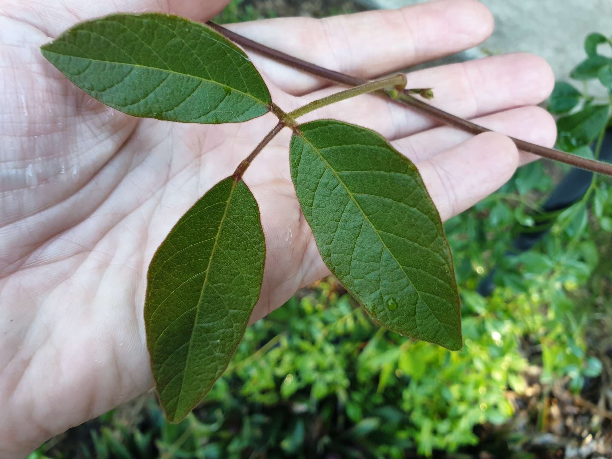 Image of Desmodium rhytidophyllum Benth.