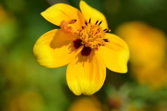 Image of Bidens chiapensis T. S. Brandeg.