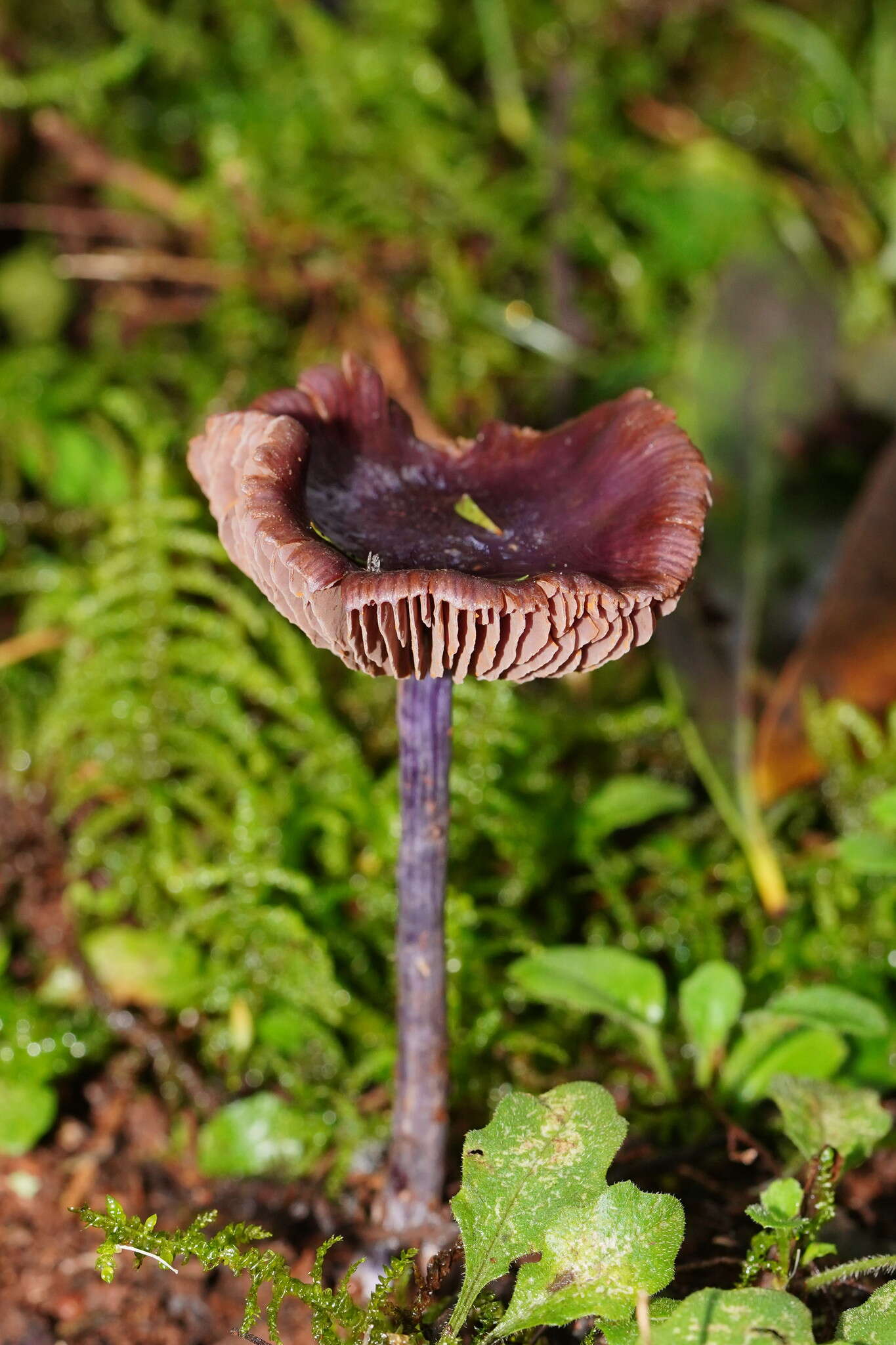 Image of Thaxterogaster submagellanicus (Gasparini) Niskanen & Liimat.