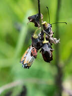 صورة Aspilocoryphus fasciativentris (Stal & C. 1858)