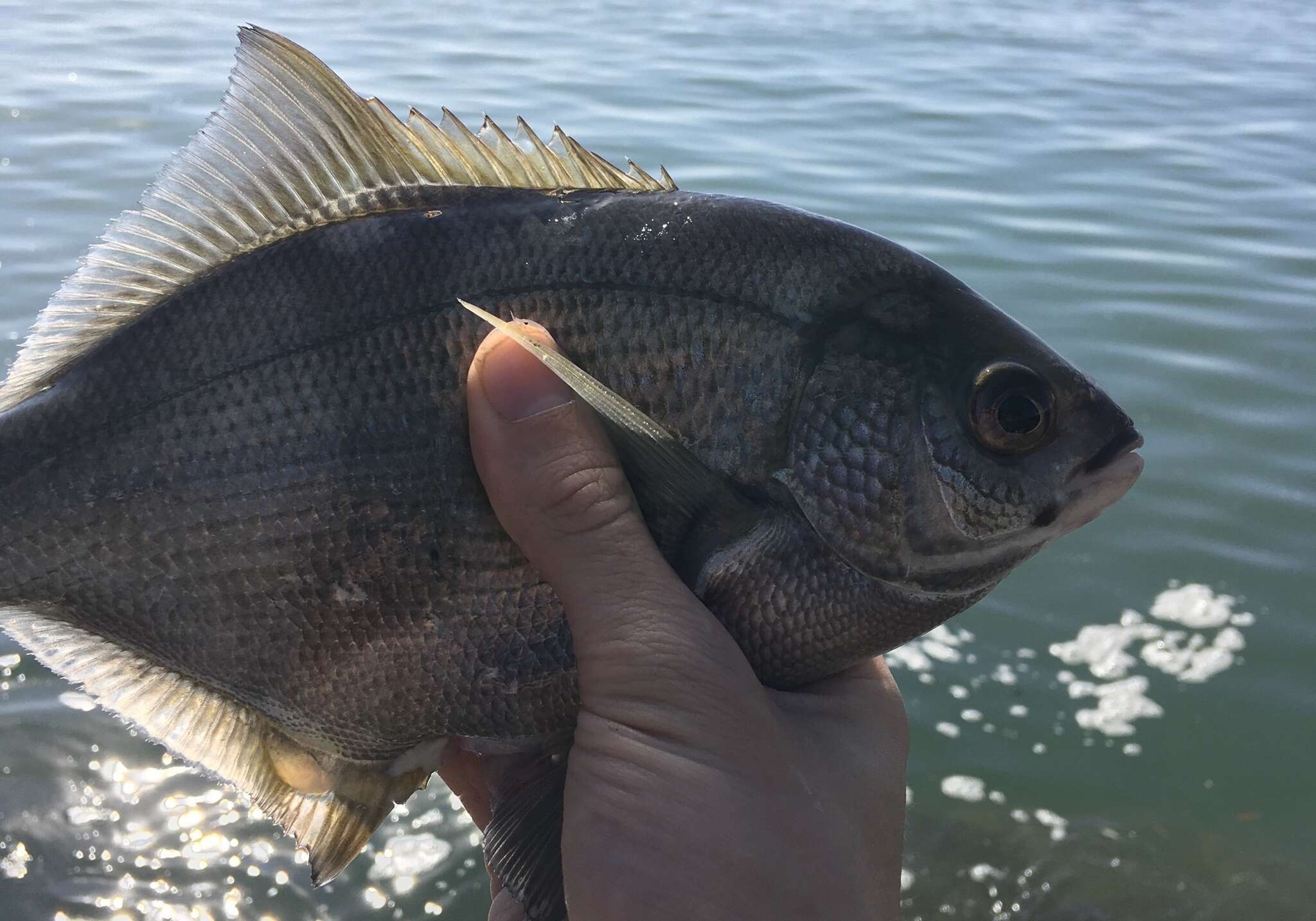 Image of Dusky sea-perch