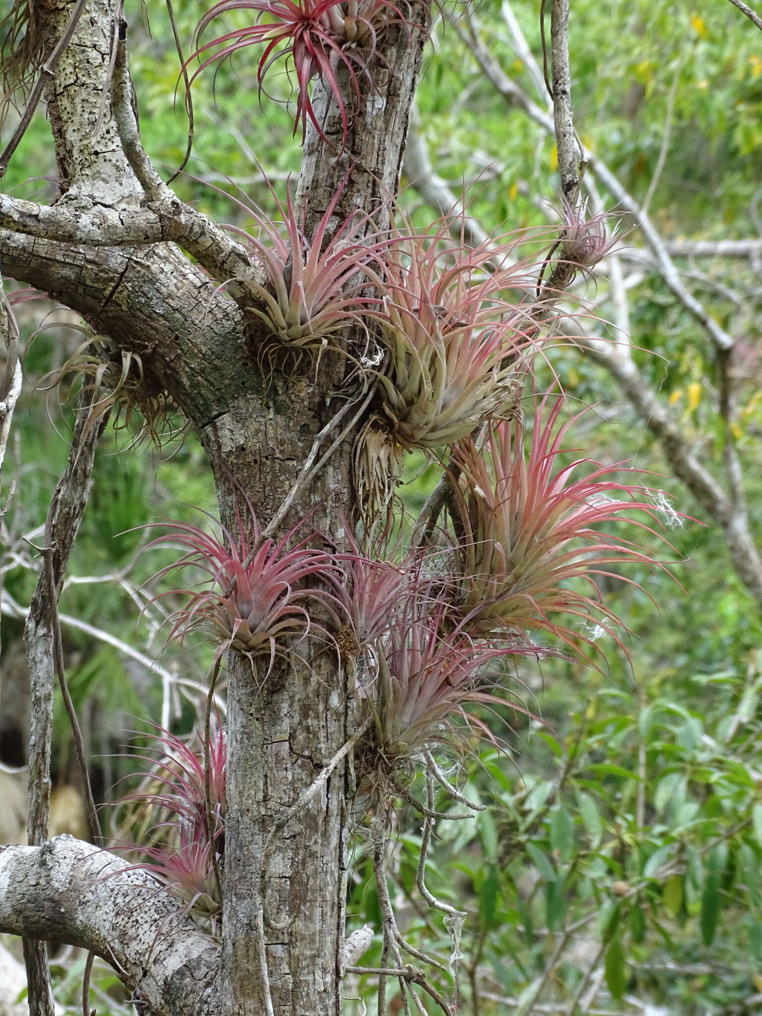 Imagem de Tillandsia brachycaulos Schltdl.