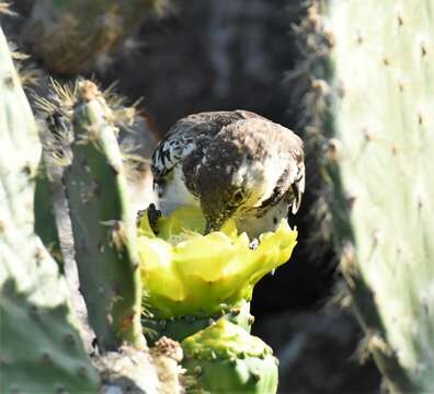 Image of Charles Mockingbird