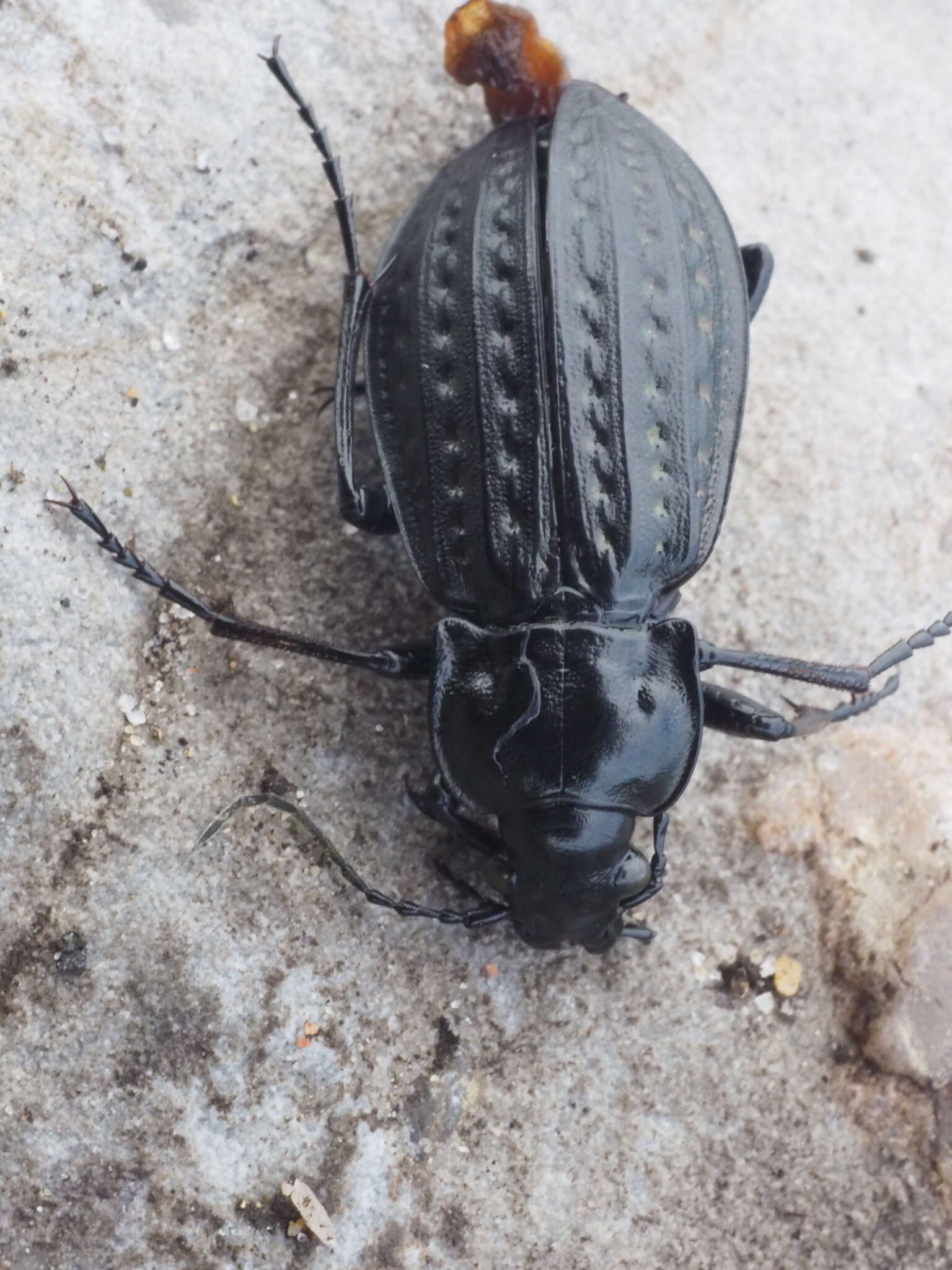 Imagem de Carabus (Limnocarabus) clatratus Linnaeus 1760