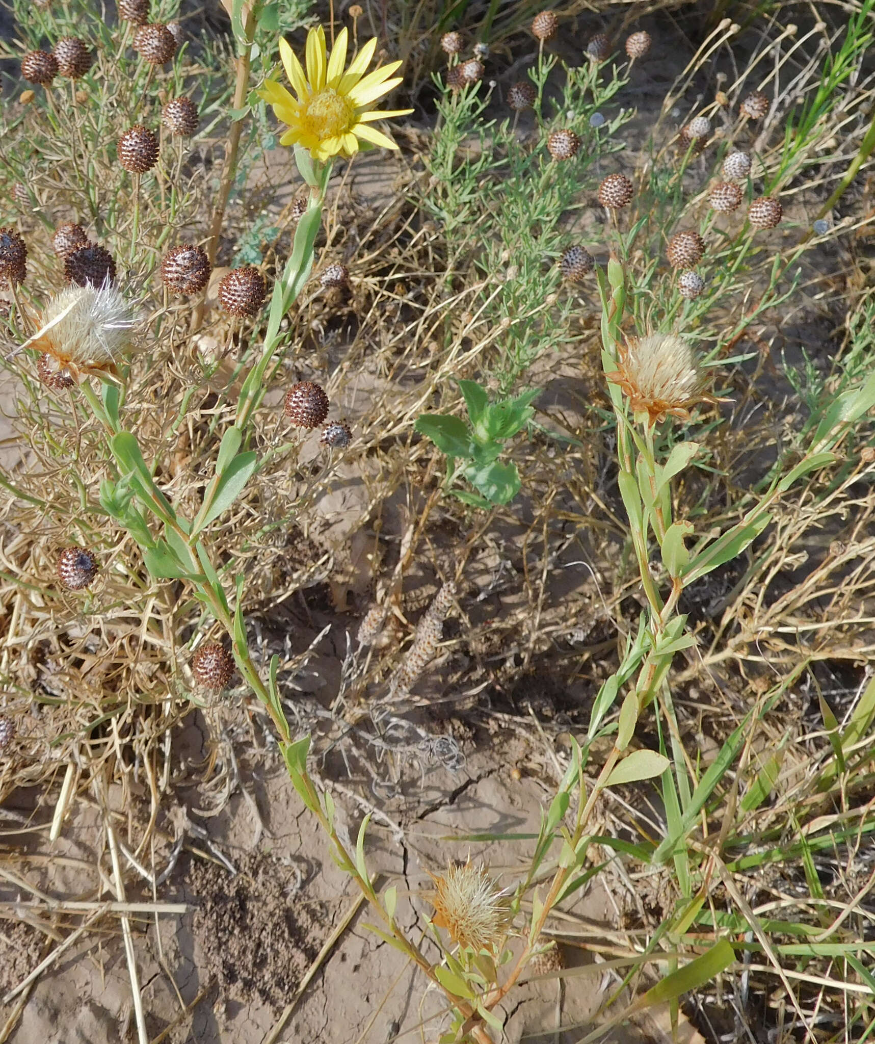 Image of Texas sleepydaisy