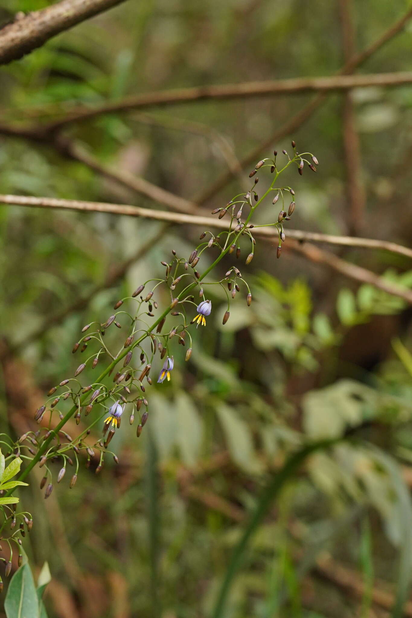 Image of Dianella tasmanica Hook. fil.