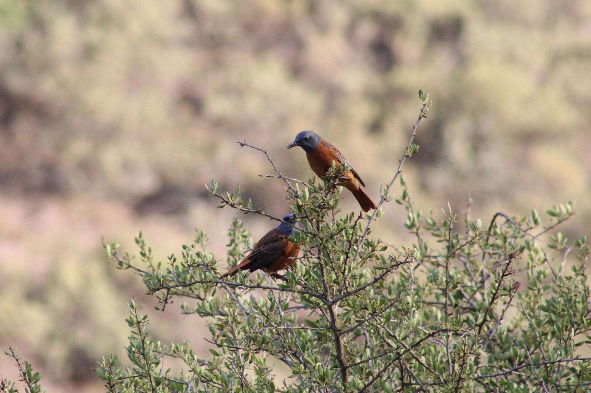 Image of Cape Rock Thrush