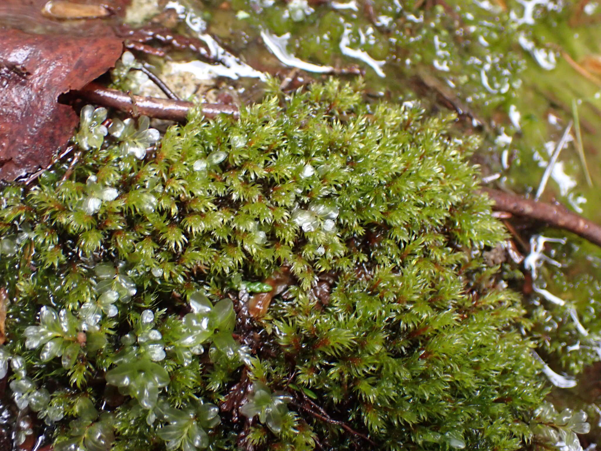 Image of longbract pohlia moss
