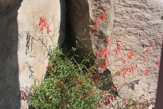 Слика од Penstemon rostriflorus Kellogg