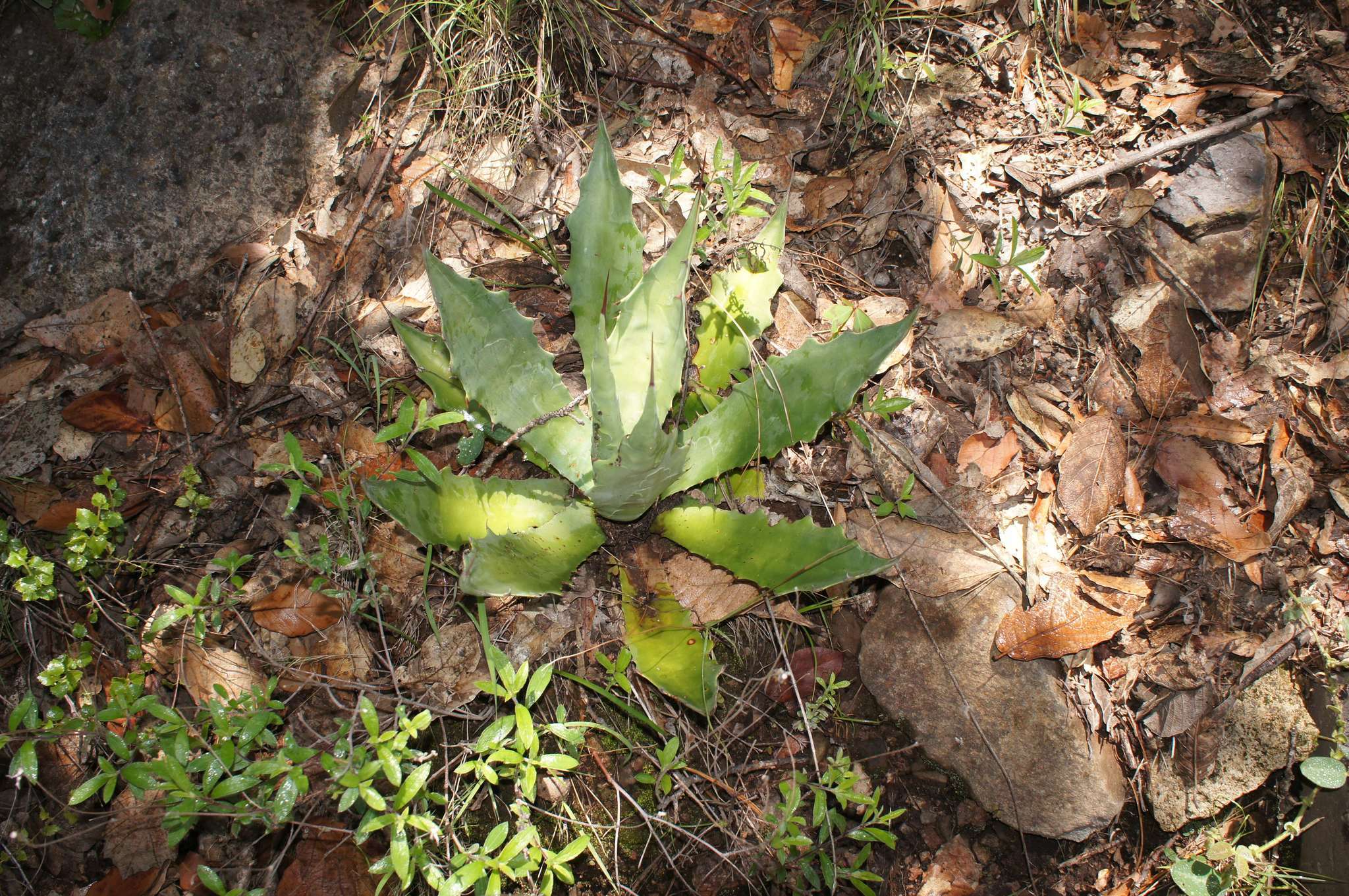 Image of Agave bovicornuta Gentry