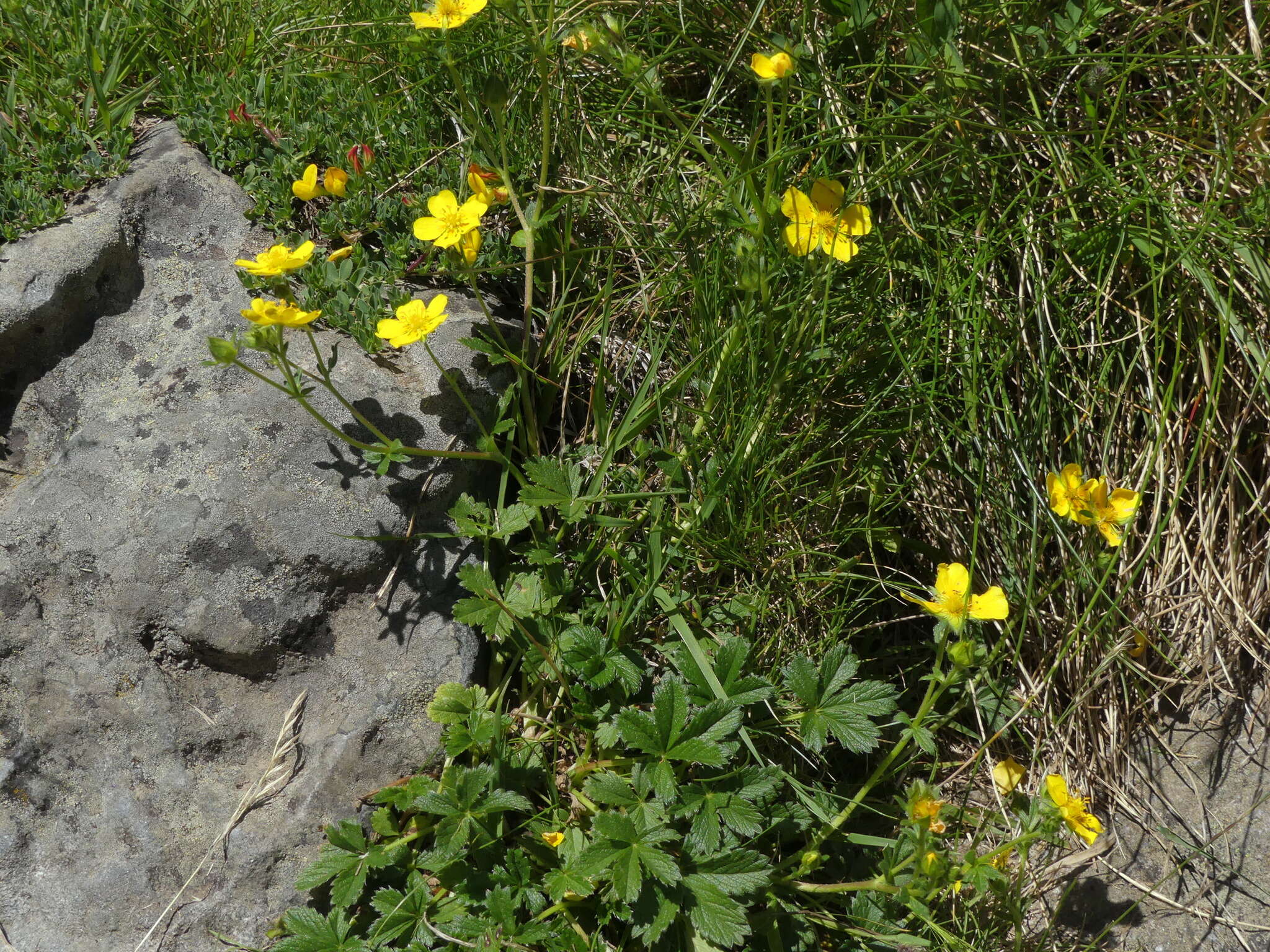 Imagem de Potentilla pyrenaica Ramond ex DC.