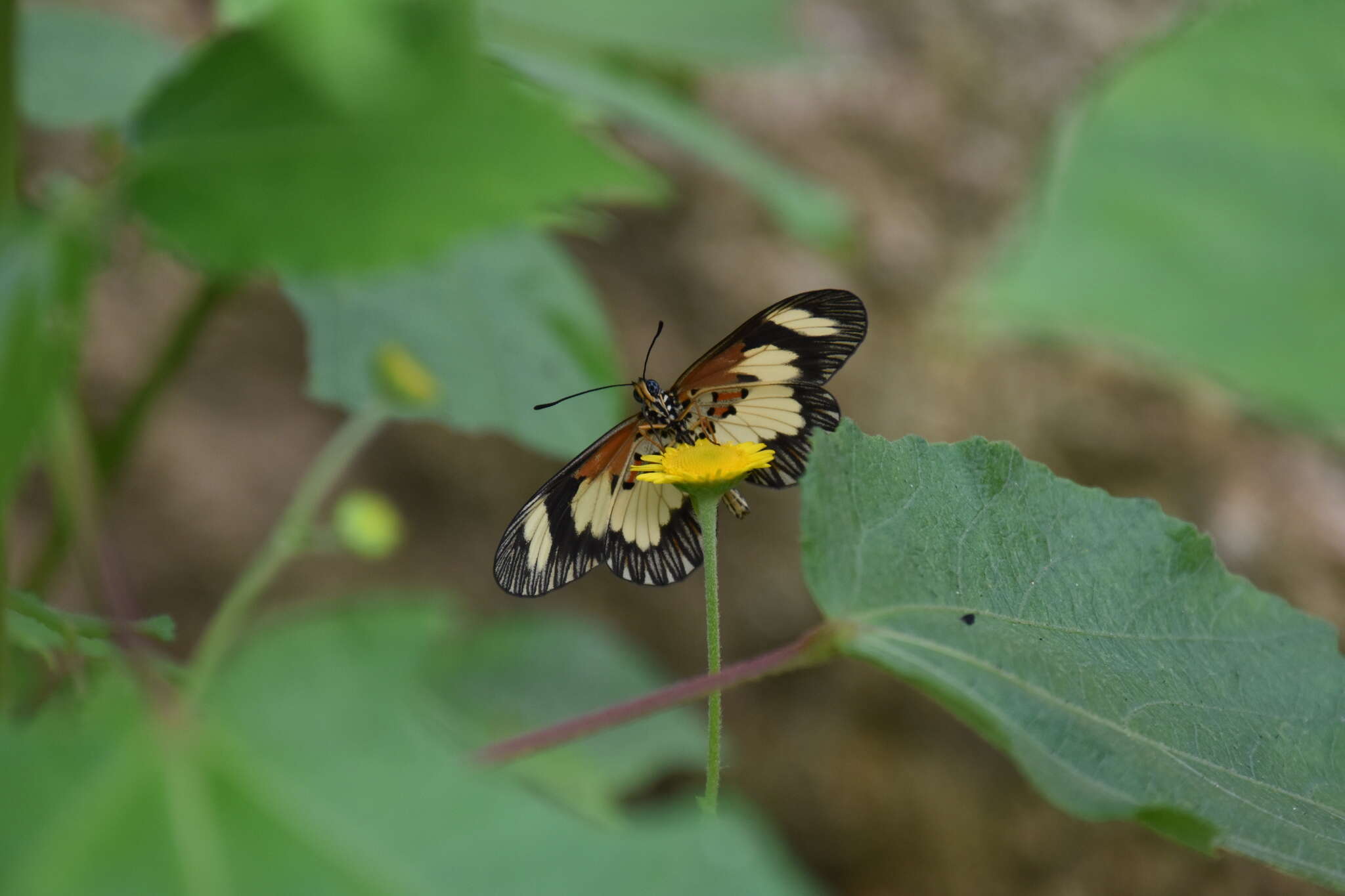 Image of Acraea cabira Hopffer 1855