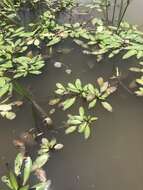 Image of Creeping ludwigia