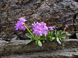 Image of Primula daonensis (Leybold) Leybold