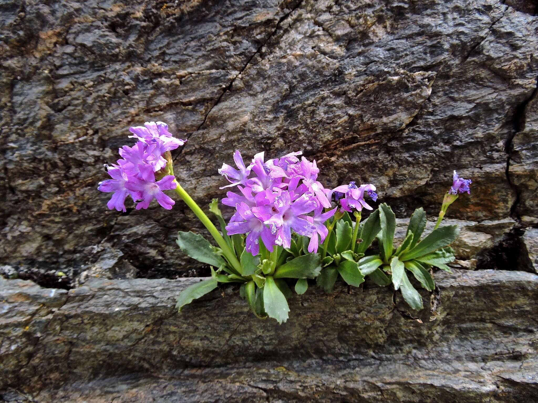 Image of Primula daonensis (Leybold) Leybold