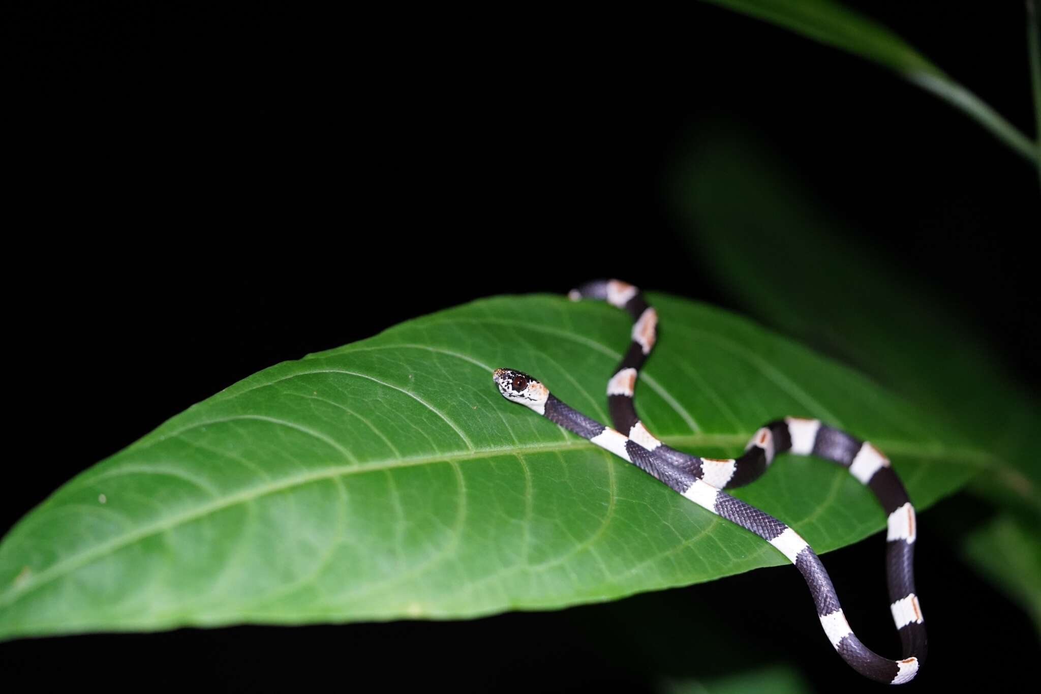 Image of American Snail-eater