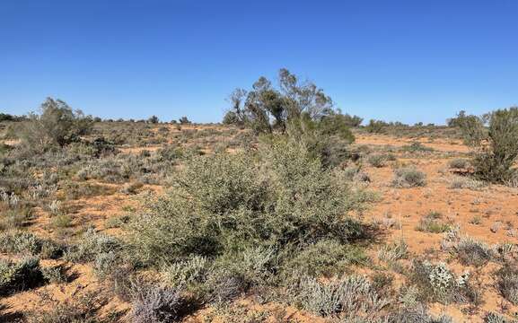 Acacia victoriae subsp. victoriae resmi