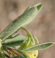 Image of Hermannia lavandulifolia L.