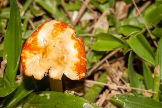 Image of Marasmius vagus