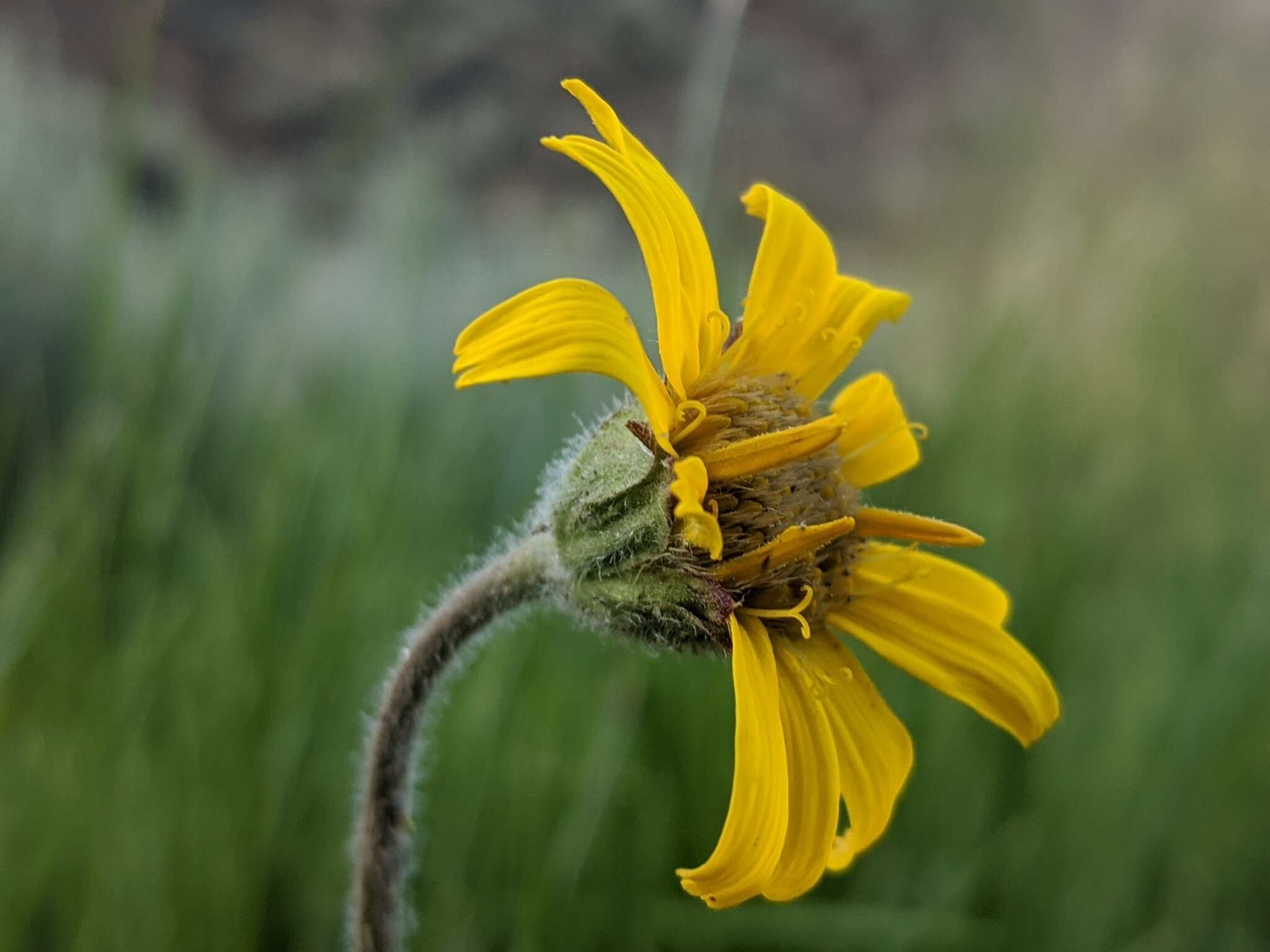 Слика од Arnica parryi A. Gray