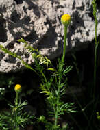 Image of Cota nigellifolia (Boiss.) Alv. Fern. & Vitales