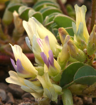 Слика од <i>Astragalus <i>lentiginosus</i></i> var. lentiginosus