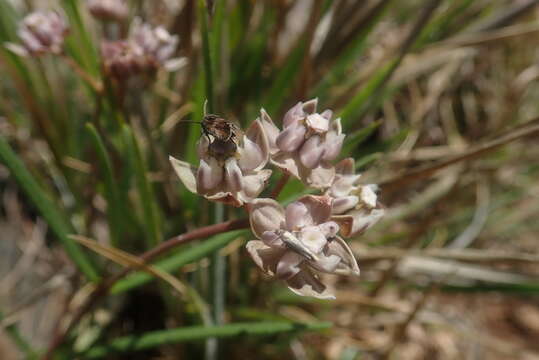 Image of Asclepias cucullata (Schltr.) Schltr.