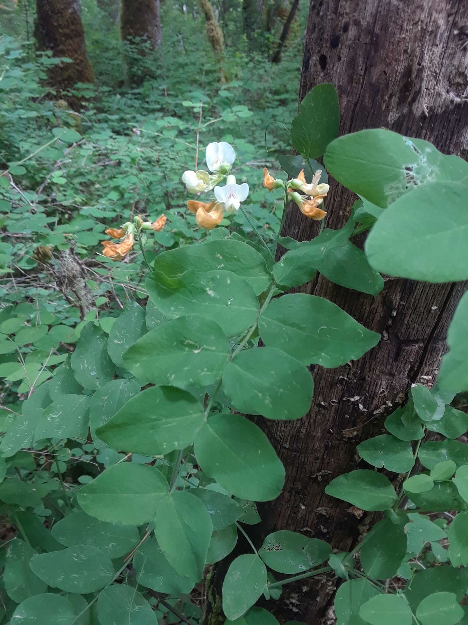 Lathyrus holochlorus (Piper) C. L. Hitchc.的圖片