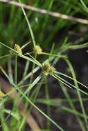 Image of Cyperus capensis (Steud.) Endl.