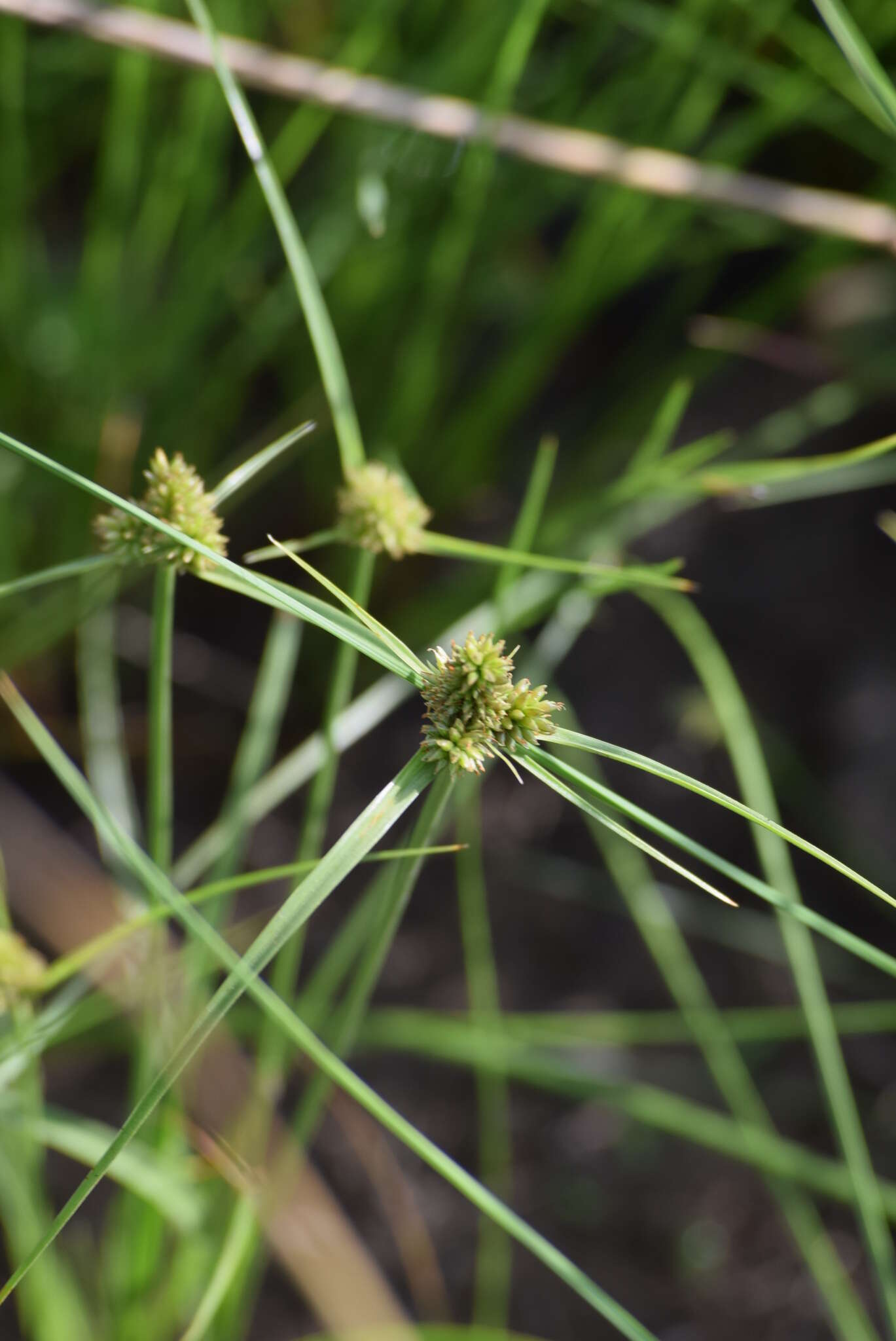 Image of Cyperus capensis (Steud.) Endl.