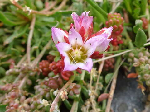 Image of Sedum candollei