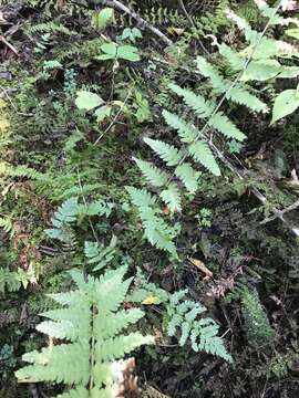 Image de Dryopteris clintoniana (D. C. Eat.) Dowell