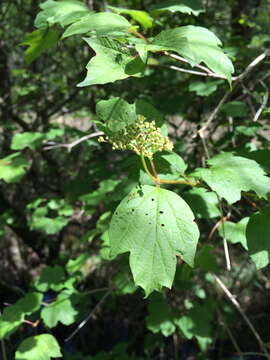 Image of Cranberry-tree