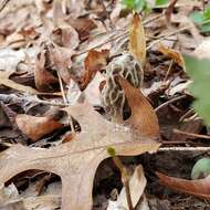 Image of Morchella diminutiva M. Kuo, Dewsbury, Moncalvo & S. L. Stephenson 2013