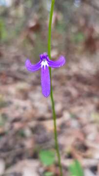 Image of Lobelia dentata Cav.