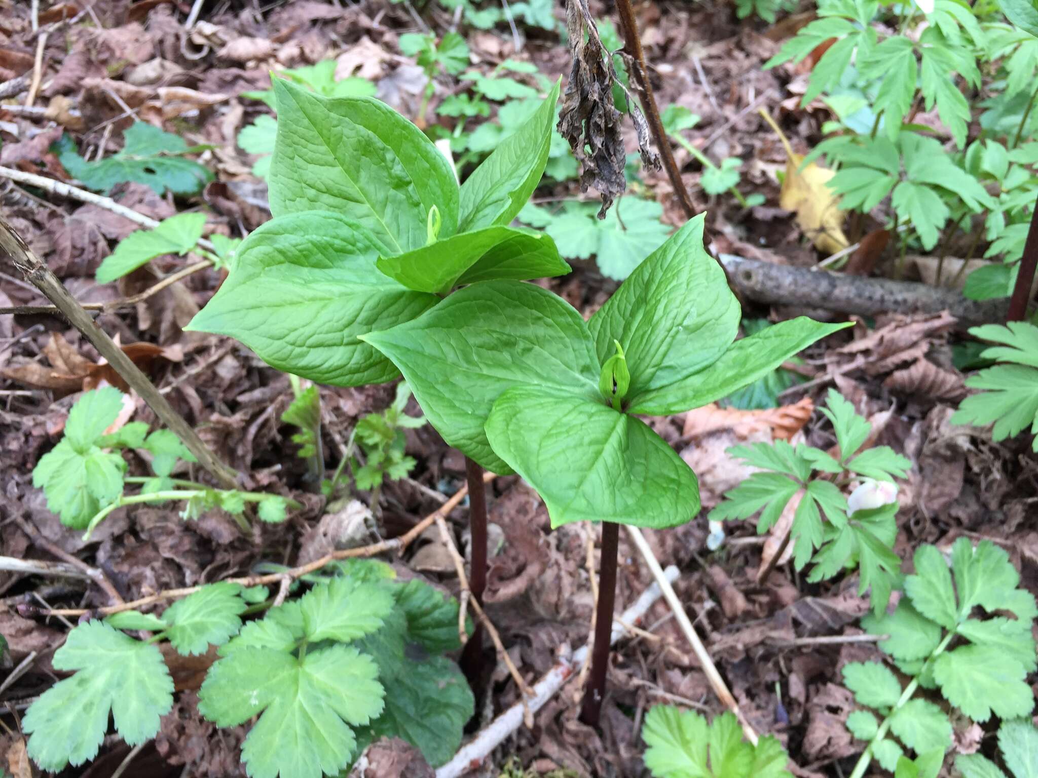 Image of herb Paris