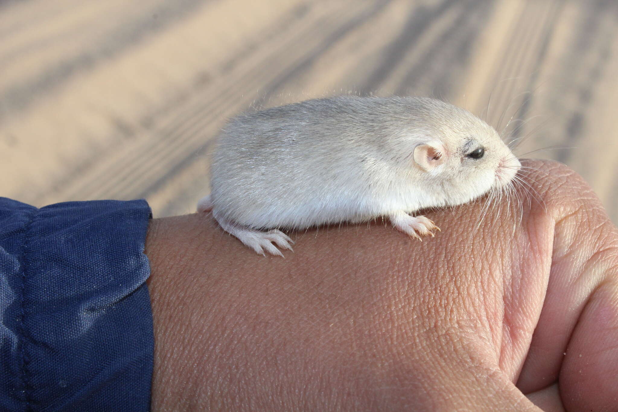 Image of Little Pocket Mouse