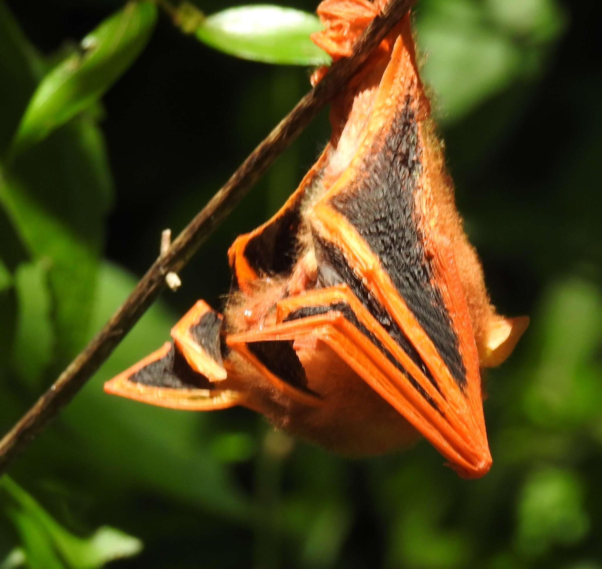 Image of Woolly bats.